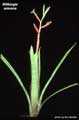 Billbergia amoena