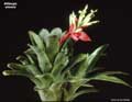 Billbergia amoena