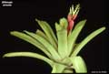 Billbergia amoena