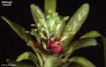 Billbergia amoena