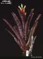 Billbergia amoena 'R. L. Frasier'