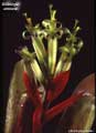 Billbergia amoena