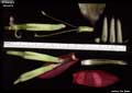Billbergia amoena