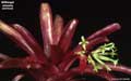 Billbergia amoena red