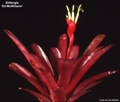 Billbergia 'Ed McWilliams'