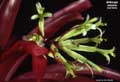 Billbergia amoena red