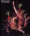 Billbergia amoena var. stolonifera