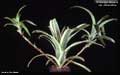 Billbergia amoena var. stolonifera