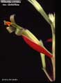 Billbergia amoena var. stolonifera