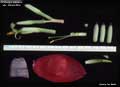 Billbergia amoena var. stolonifera