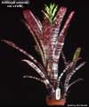 Billbergia amoena var. viridis