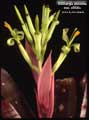Billbergia amoena var. viridis