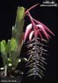 Billbergia alfonsi-joannis