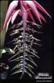 Billbergia alfonsi-joannis