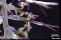 Billbergia alfonsi-joannis