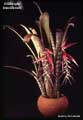 Billbergia brasiliensis