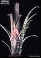 Billbergia brasiliensis