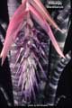 Billbergia brasiliensis
