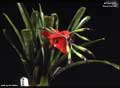 Billbergia buchholtzii