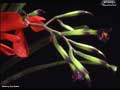 Billbergia buchholtzii