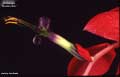 Billbergia buchholtzii