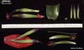 Billbergia buchholtzii