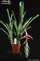 Billbergia cardenasii