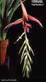Billbergia cardenasii