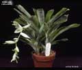 Billbergia chlorantha