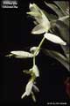 Billbergia chlorantha
