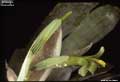 Billbergia chlorantha