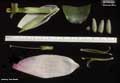 Billbergia chlorantha