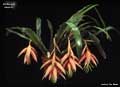 Billbergia decora
