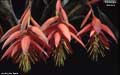 Billbergia decora