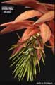 Billbergia decora