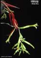 Billbergia distachia