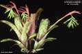 Billbergia distachia var. maculata