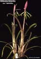 Billbergia distachia var. maculata