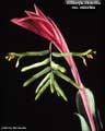 Billbergia distachia var. maculata