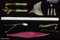 Billbergia distachia var. maculata