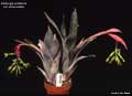 Billbergia distachia var. straussiana