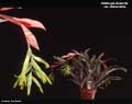 Billbergia distachia var. straussiana