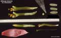 Billbergia distachia var. straussiana