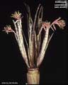 Billbergia saundersii