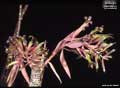 Billbergia saundersii