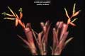 Billbergia elegans
