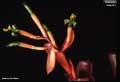 Billbergia elegans