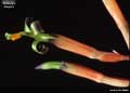 Billbergia elegans
