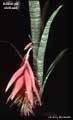 Billbergia eloiseae