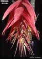 Billbergia eloiseae
